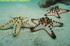 chocolate chip sea stars